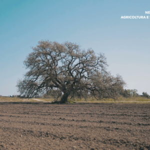 Nelle terre del Barone – Agricoltura e sapori della Locride | VIDEO AZIENDALE